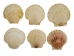 Japanese Scallop Shell: Assorted - 1345-10-AS (Y1GRC)
