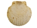 Japanese Scallop Shell: Assorted - 1345-10-AS (Y1GRC)