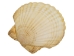 Japanese Scallop Shell: Assorted - 1345-10-AS (Y1GRC)