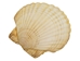 Japanese Scallop Shell: Assorted - 1345-10-AS (Y1G)