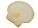 Japanese Scallop Shell: Assorted - 1345-10-AS (Y1GRC)