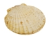 Japanese Scallop Shell: Assorted - 1345-10-AS (Y1GRC)