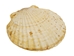 Japanese Scallop Shell: Assorted - 1345-10-AS (Y1G)