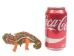 Raffia Chameleon Small: Assorted - 1347-CHS-AS (Y3LRM)