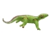 Raffia Lizard: Small: Assorted - 1347-LIS-AS (Y3L)