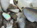 Black Lip Mother of Pearl Shell Pieces: Satin: Unsorted (1/4 lb) - 1353-TBSU-AS (Y1HRL)