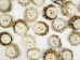 Mule Deer Antler Crown Button: 1.25" - 1.5" - 1354-C2-1.25-AS (Y2JC02)
