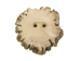 Mule Deer Antler Crown Button: 1.25" - 1.5" - 1354-C2-1.25-AS (Y2JC02)