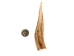 Drilled Deer Antler Tip: 3.5" to 5" - 158-L-D (Y1XC02)