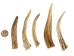 Drilled Deer Antler Tip: 3.5" to 5" - 158-L-D (Y1XC02)