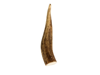 Drilled Deer Antler Tip: 3.5" to 5" 