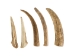 Deer Antler Tip: 3.5" to 5" - 158-L-U (Y1JC09)