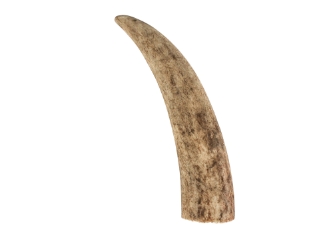 Deer Antler Tip: 3.5" to 5" 