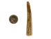 Drilled Deer Antler Tip: 2.5" to 3.5" - 158-M-D (Y1XC02)