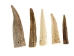 Drilled Deer Antler Tip: 2.5" to 3.5" - 158-M-D (Y1XC02)