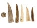 Drilled Deer Antler Tip: 2.5" to 3.5" - 158-M-D (Y1XC02)