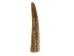 Drilled Deer Antler Tip: 2.5" to 3.5" - 158-M-D (Y1XC02)