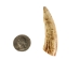 Deer Antler Tip: 2.5" to 3.5" - 158-M-U (Y1JC08)