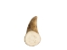 Deer Antler Tip: 2.5" to 3.5" - 158-M-U (Y1JC08)