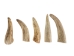 Deer Antler Tip: 2.5" to 3.5" - 158-M-U (Y1JC08)