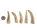 Deer Antler Tip: 2.5" to 3.5" - 158-M-U (Y1JC08)