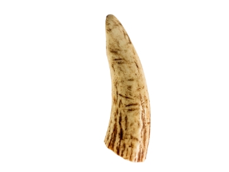 Deer Antler Tip: 2.5" to 3.5" 