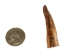 Drilled Deer Antler Tip: 1.5" to 2.5" - 158-S-D (Y1XC02)
