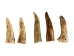 Drilled Deer Antler Tip: 1.5" to 2.5" - 158-S-D (Y1XC02)