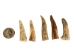 Drilled Deer Antler Tip: 1.5" to 2.5" - 158-S-D (Y1XC02)