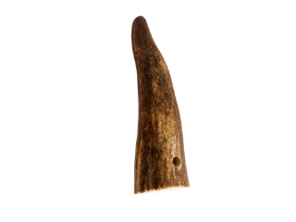 Drilled Deer Antler Tip: 1.5" to 2.5" 