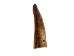 Drilled Deer Antler Tip: 1.5" to 2.5" - 158-S-D (Y1XC02)