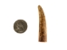 Deer Antler Tip: 1.5" to 2.5" - 158-S-U (Y1JC09)