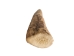 Deer Antler Tip: 1.5" to 2.5" - 158-S-U (Y1JC09)