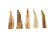 Deer Antler Tip: 1.5" to 2.5" - 158-S-U (Y1JC09)