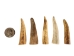Deer Antler Tip: 1.5" to 2.5" - 158-S-U (Y1JC09)