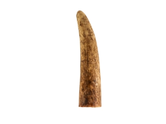 Deer Antler Tip: 1.5" to 2.5" 