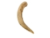 Drilled Deer Antler Tip: 5" to 6" - 158-XL-D (Y1XC02)