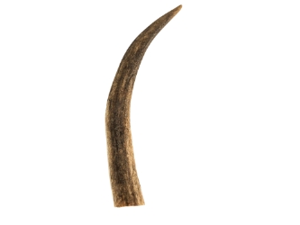 Drilled Deer Antler Tip: 5" to 6" 