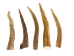 Deer Antler Tip: 5" to 6" - 158-XL-U (Y1JC08)