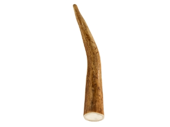 Deer Antler Tip: 5" to 6" 