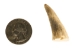 Drilled Deer Antler Tip: <1.5" - 158-XS-D (Y1XC02)