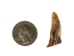 Deer Antler Tip: <1.5" - 158-XS-U (Y1JC09)