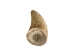 Deer Antler Tip: <1.5" - 158-XS-U (Y1JC09)