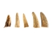 Deer Antler Tip: <1.5" - 158-XS-U (Y1JC09)