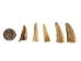 Deer Antler Tip: <1.5" - 158-XS-U (Y1JC09)