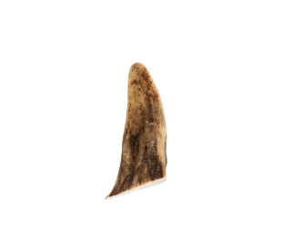 Deer Antler Tip: <1.5" 