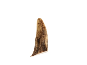 Deer Antler Tip: <1.5" 