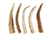 Drilled Deer Antler Tip: 6"+ - 158-XXL-D (Y1XC02)