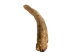 Deer Antler Tip: 6"+ - 158-XXL-U (Y1XC13)