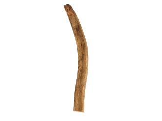 Deer Antler Tip: 6"+ 